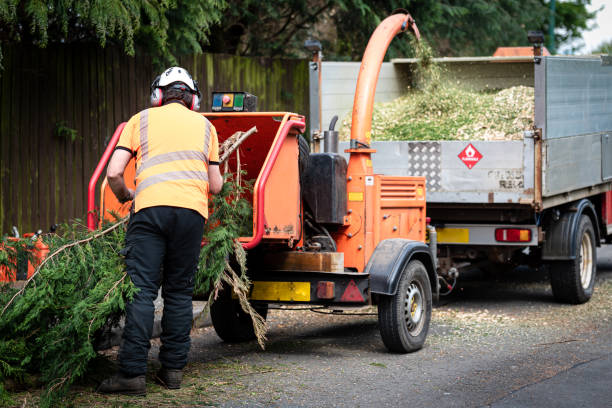 Best Tree Removal Near Me  in Freeland, WA